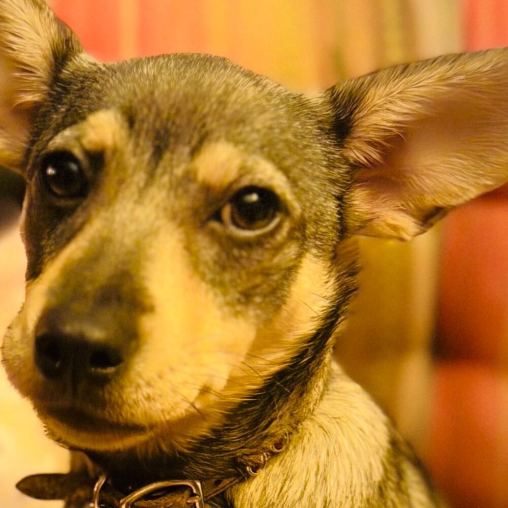 Meet your Posher, Natalie